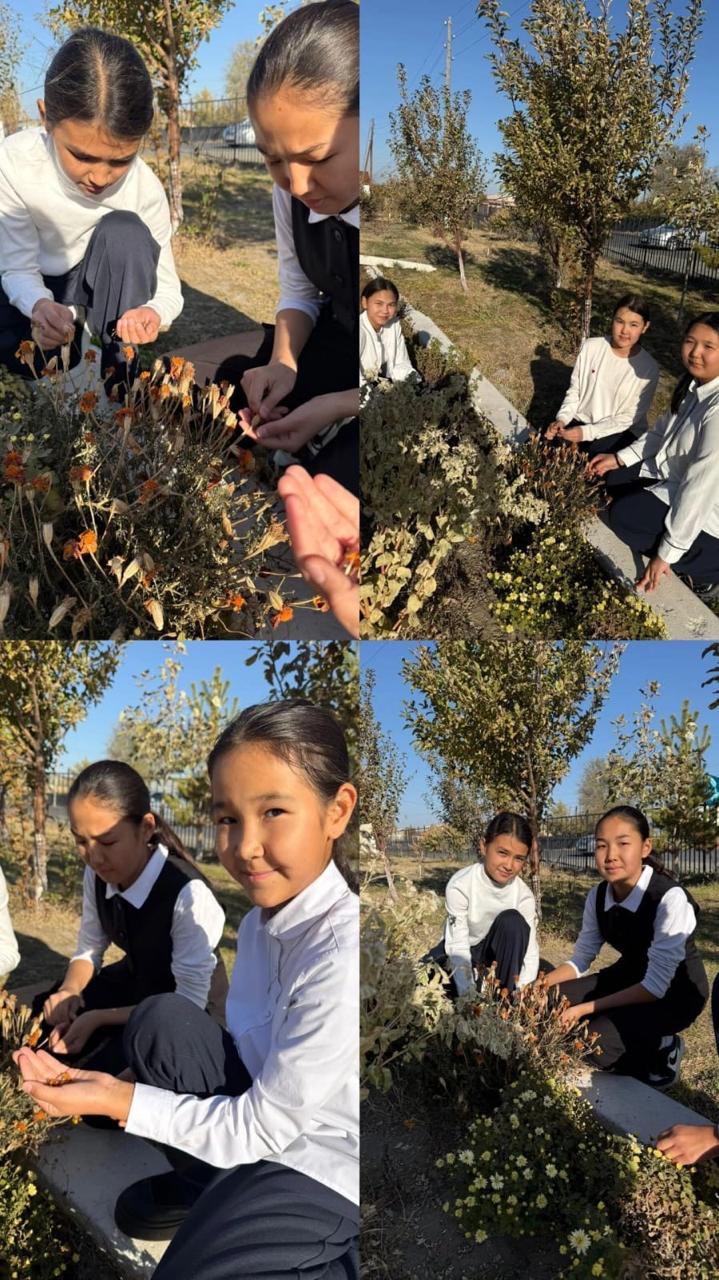 "Гүл тұқымдарын жинау" тақырыбында мектеп оқушылары мектеп ауласын көркейту жұмысы